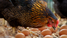 Отпускные цены на курятину и яйца заморозят на 2 месяца